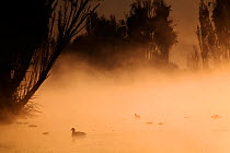 American coot (Fulica americana americana) in mist Xochimilco wetlands, Mexico City, Mexico. November.