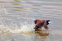 Ruddy duck (Oxyura jamaicensis jamaicensis) male taking off, Xochimilco wetlands, Mexico City, Mexico. August.
