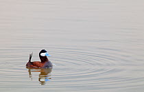 Ruddy duck (Oxyura jamaicensis jamaicensis) male in courtship display, Xochimilco wetlands, Mexico City, Mexico. August.