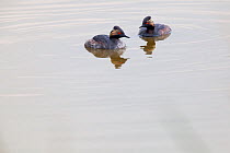 Eared grebes (Podiceps nigricollis californicus) two on water, Xochimilco wetlands, Mexico City, August