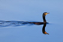 Double-crested cormorant (Phalacrocorax auritus) swimming, Vizcaino Biosphere Reserve, Baja California Peninsula, Mexico, April