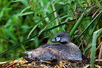 Pied-billed grebe (Podilymbus podiceps podiceps) in nest, Xochimilco wetlands, Mexico City, Mexico. September.