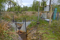 V-dam measuring station monitoring water flow and quality below a series of dams built by Eurasian beavers (Castor fiber) within  enclosure, Devon Beaver Project, Devon Wildlife Trust, Devon, UK, May.