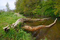 Willow tree (Salix sp.) felled and most of its bark stripped off by Eurasian beavers (Castor fiber) on the banks of the River Otter, Devon, UK, May.