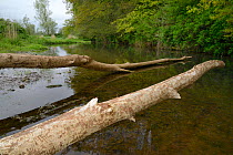 Willow tree (Salix sp.) felled and most of its bark stripped off by Eurasian beavers (Castor fiber) on the banks of the River Otter, Devon, UK, May.