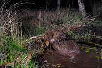 Eurasian beaver (Castor fiber) using its front legs to lift and add mud and vegetation onto its dam, in woodland enclosure at night, Devon Beaver Project, run by Devon Wildlife Trust, Devon, UK, May....
