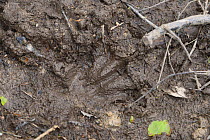 Rear, webbed footprint of Eurasian beaver (Castor fiber) in mud within enclosure, Devon Beaver Project, Devon Wildlife Trust, Devon, UK, May.