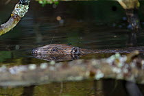 Adult male Eurasian beaver (Castor fiber) with identifying ear tag swimming at sunset among felled trees dammed stream within large enclosure, Devon Beaver Project, run by Devon Wildlife Trust, Devon,...