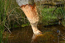 Downy birch tree (Betula pubescens) heavily gnawed by Eurasian beavers (Castor fiber) and close to being felled, in  large enclosure, Devon Beaver Project, Devon Wildlife Trust, Devon, UK, May.
