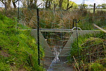 V-dam measuring station monitoring water flow and quality above a series of dams built by Eurasian beavers (Castor fiber) within large enclosure, Devon Beaver Project, Devon Wildlife Trust, Devon, UK,...