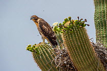 Red tailed hawk (Buteo jamaicensis calrus) at nest in Saguaro cactus (Carnegiea gigantea) in flowers, Sonoran Desert National Monument, Sierra Estrella Mountain Wilderness, Arizona, USA, May.