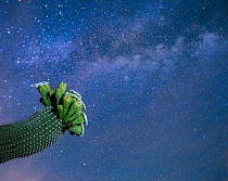 Saguaro cactus (Carnegiea gigantea) in flower at night, with The Milky Way behind, Sonoran Desert National Monument, Sierra Estrella Mountain Wilderness, Arizona, USA, May.
