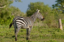 Grant's Zebra (Equus quagga boehmi) Ishaqbini conservancy, Kenya.