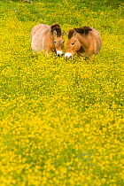 Przewalski's horse (Equus ferus przewalskii) grazing in buttercups, Parc de la Haute Touche, Obterre, France. May. Captive, occurs in Central Asia.