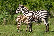 Grant's Zebra (Equus quagga boehmi) mother and suckling foal, Ishaqbini conservancy, Kenya.