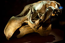 Skull of Steller's sea cow (Hydrodamalis gigas) in the Natural History Museum of Paris. Extinct species.