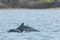 Atlantic humpbacked dolphin (Sousa teuszii) porpoising with baby, Senegal, Africa