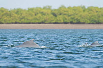 Atlantic humpbacked dolphin (Sousa teuszii) surfacing  with baby, Senegal, Africa