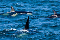 Killer whales (Orcinus orca) group surfacing, Reykjanes Peninsula, Iceland, June.