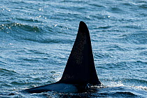 Killer whale (Orcinus orca) surfacing, Reykjanes Peninsula, Iceland, June.