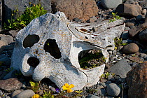 Minke whale (Balaenoptera acutorostrata) skull on beach, rear view, Hrisey island, Iceland, June.