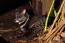 Large Indian civet (Viverra zibetha) resting, captive at Singapore Zoo. Occurs in South East Asia.
