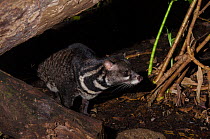 Large Indian civet (Viverra zibetha) resting, captive at Singapore Zoo. Occurs in South East Asia.