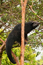 Binturong (Arctictis binturong) in tree, Taronga Zoo, Sydney, New South Wales, Australia. Captive, occurs in South East Asia. Vulnerable species.