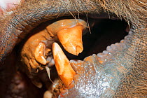Brown bear (Ursus arctos) close up of old discoloured teeth, Captive, occurs in North America and Eurasia.