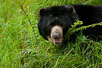 Spectacled bear (Tremarctos ornatus) captive at  Reserva Natural Rio Blanco, Colombia. Occurs in Tropical Andes, South America.