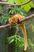 Kinkajou (Potos flavus) on branch. Captive in Ocean Park, Hong-Kong. Occurs in South and Central America.