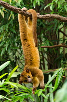 Kinkajou (Potos flavus) hanging upside down from branch. Captive in Ocean Park, Hong-Kong. Occurs in South and Central America.