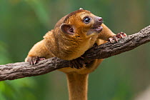 Kinkajou (Potos flavus) on branch. Captive in Ocean Park, Hong-Kong. Occurs in South and Central America.