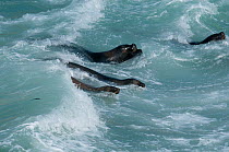 Southern sea lion (Otaria flavescens) group in surf, .Guanera Punta San Juan, Ica, Peru.