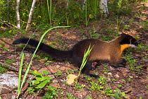 Yellow-throated marten (Martes flavigula) on ground. Captive, occurs in South and East Asia.