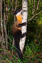 Yellow-throated marten (Martes flavigula) climbing up tree. Captive, occurs in South and East Asia.