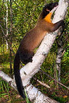 Yellow-throated marten (Martes flavigula) climbing up tree. Captive, occurs in South and East Asia.