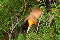 Yellow-throated marten (Martes flavigula) climbing down tree. Captive, occurs in South and East Asia.
