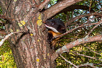 Yellow-throated marten (Martes flavigula) in tree. Captive, occurs in South and East Asia.