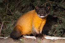 Yellow-throated marten (Martes flavigula) with foam around mouth, Captive, occurs in South and East Asia.