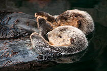 Sea otter (Enhydra lutris) two floating. Captive, occurs in Northern Pacific Ocean. Endangered species.