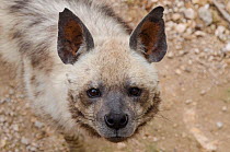 Striped hyaena (Hyaena hyaena) portrait. captive at Friguia Park, Tunisia. Occurs in Africa and Asia.