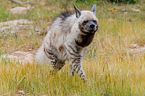 Striped hyaena (Hyaena hyaena) captive at Friguia Park, Tunisia. Occurs in Africa and Asia.