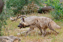 Striped hyaena (Hyaena hyaena) captive at Friguia Park, Tunisia. Occurs in Africa and Asia.