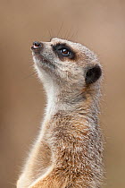 Meerkat (Suricata suricatta) porrait, captive at Western Plains Zoo, Australia. Occurs in Southern Africa.