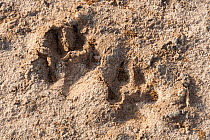 Spotted hyaena (Crocuta crocuta) footprints, Senegal.