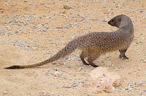 Egyptian mongoose (Herpestes ichneumon) captive at  Friguia Park, Tunisia. Occurs in Africa.