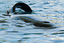 Killer whale (Orcinus orca) surfacing, with bent fin. Captive at Loro Parque, Canarias, Spain.
