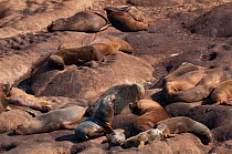 Southern sealion (Otaria flavescens) group hauled out on shore, Guanera Punta San Juan, Ica, Peru.