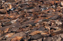 Southern sealion (Otaria flavescens) group hauled out on shore, Guanera Punta San Juan, Ica, Peru.